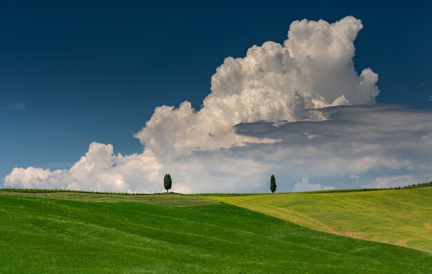 Pejzaż strzał zielonego wzgórza z dwoma zielonymi drzewami w toskanii val d'orcia we włoszech