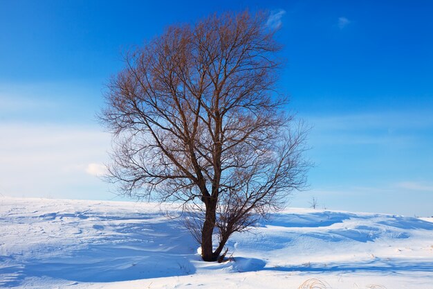 Pejzaż zimowy z pojedynczym drzewem