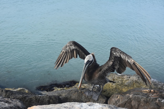 Pelikan Suszący I Wypuszczający Skrzydła W Karaibskim Słońcu.
