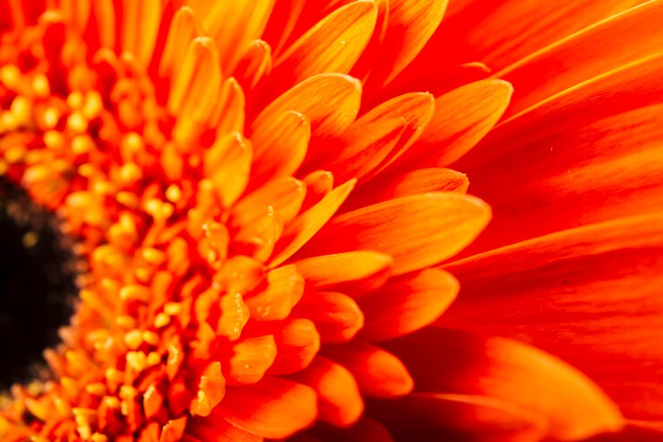 Pełna rama piękny jasny pomarańczowy gerbera