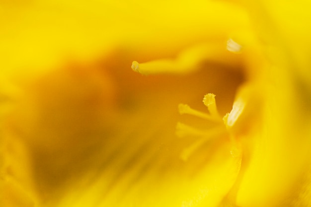 Pełna rama żółty jaskrawy kwiat