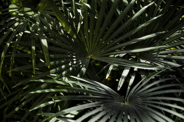 Pełna ramka z zielonych liści palmowych