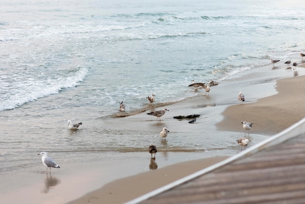 Bezpłatne zdjęcie pełne ujęcie mew na plaży