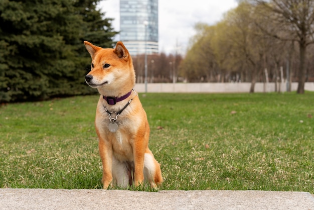 Pełny strzał słodkiego psa shiba inu