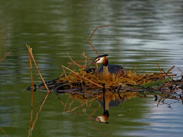 Perkoz dwuczuby (Podiceps cristatus) w jeziorze w ciągu dnia