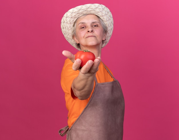 Pewna starsza kobieta ogrodniczka w kapeluszu ogrodniczym trzymająca pomidora izolowanego na różowej ścianie z miejscem na kopię