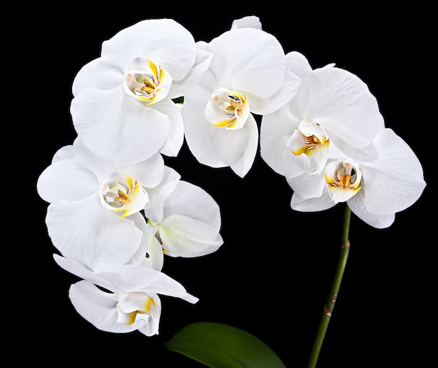 Phalaenopsis. biała orchidea na czarnym tle
