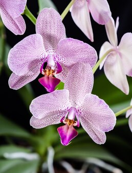 Phalaenopsis. orchidea na czarnym tle