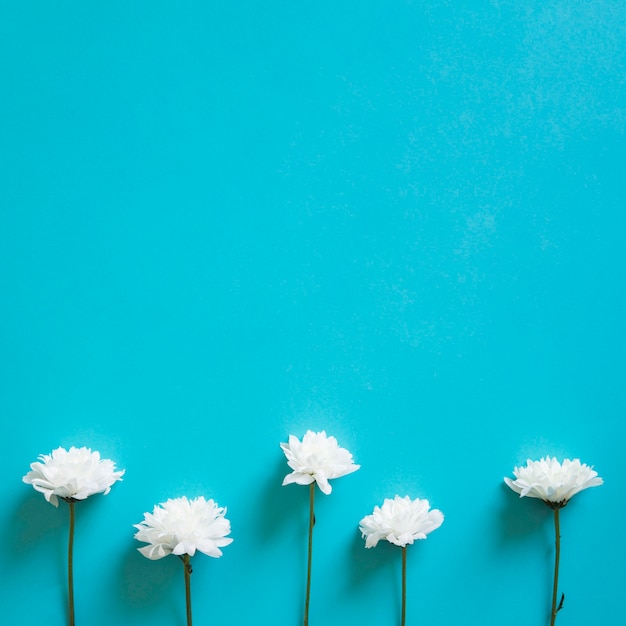 Bezpłatne zdjęcie pięć białych kwiatów