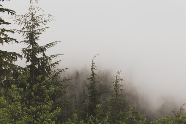 Piękna antena strzelająca mgłowy las
