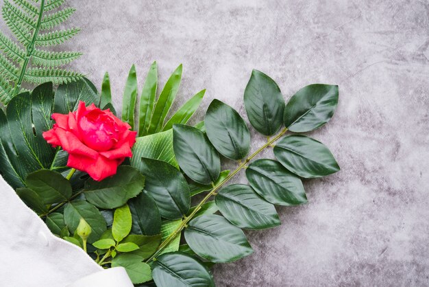 Piękna czerwieni róża na zieleni kapuje nad granitowym tłem