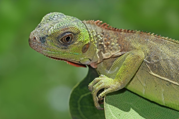 Piękna czerwona iguana zbliżenie głowy na drewnie