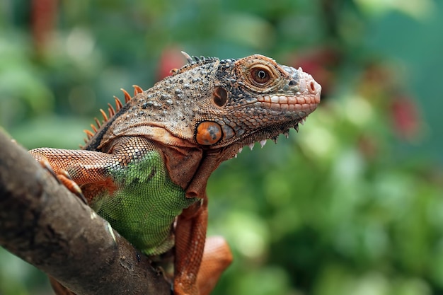 Piękna czerwona iguana zbliżenie głowy na zbliżenie zwierząt z drewna