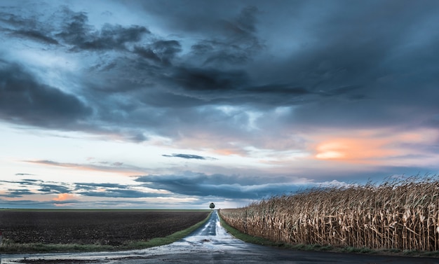 Bezpłatne zdjęcie piękna droga biegnąca przez farmę i pole kukurydzy z drzewem na końcu pod kolorowym niebem