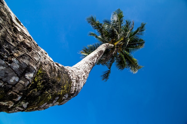 Piękna duża palma nad oceanem, pojęcie wypoczynku i podróży