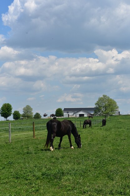 Piękna farma z końmi pasącymi się na dużym pastwisku