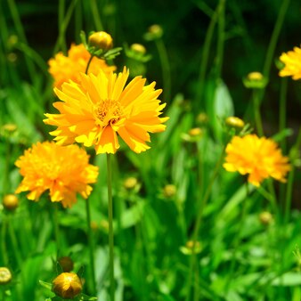 Piękna i niezwykła żółta stokrotka w ogrodzie na tle trawnika. dużo zieleni, kwietnik. projektowanie krajobrazu. lato
