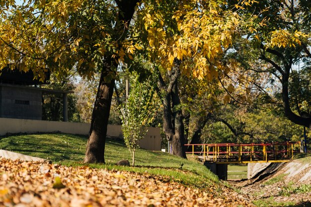 Piękna jesień w krajobrazie parku