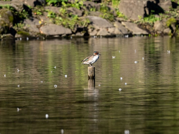 Piękna kaczki pozycja na beli drewno po środku jeziora w Izumi lesie, Yamato, Japonia
