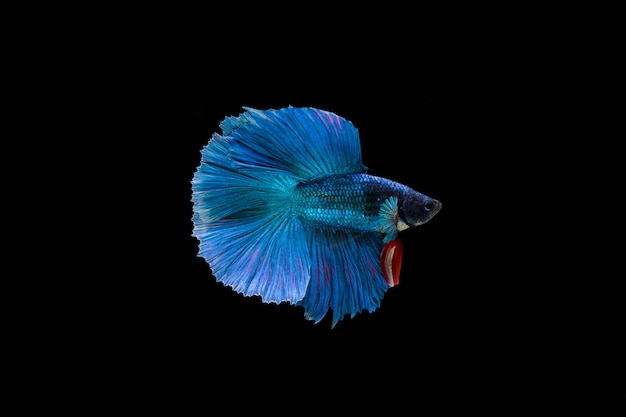 Piękna kolorowa ryba syjamska betta