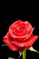Bezpłatne zdjęcie piękna kwitnąca czerwona róża z kroplami deszczu na czarnym tle. symbol miłości. prezent na rocznicę.