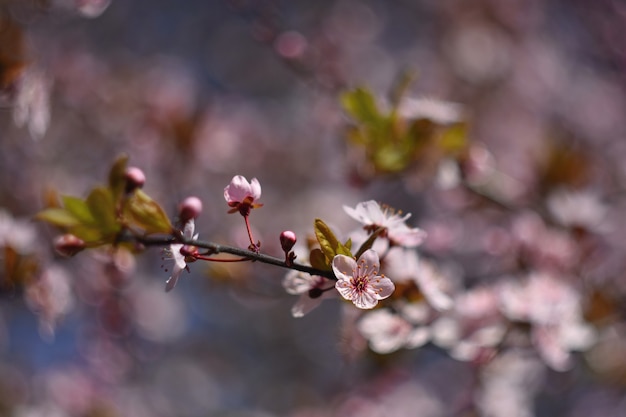 Piękna kwitnąca japońska wiśnia Sakura. Tło sezonu. Odkryty naturalny niewyraźne tło wi