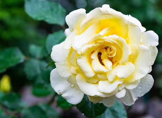 piękna kwitnąca żółta róża i jej zielone liście