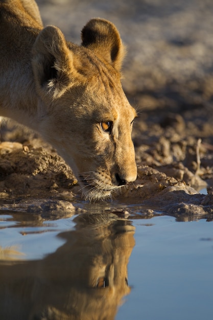 Bezpłatne zdjęcie piękna lwica pije wodę z jeziora z jej odbiciem w wodzie