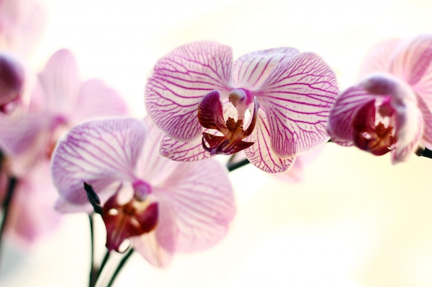 Bezpłatne zdjęcie piękna orchidea