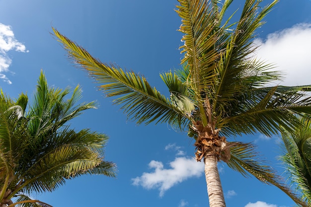 Bezpłatne zdjęcie piękna palma w letni dzień