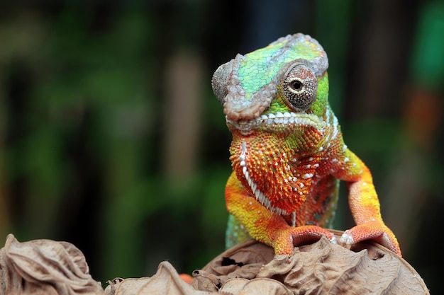 Piękna pantera kameleon pantera kameleon pantera na gałęzi