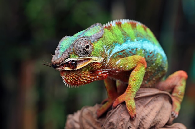 Bezpłatne zdjęcie piękna pantera kameleon pantera kameleon pantera na gałęzi