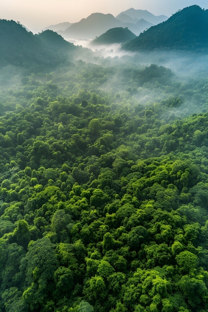 Bezpłatne zdjęcie piękna perspektywa baldachimów drzew z krajobrazem przyrody