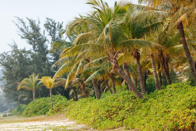 Piękna piaszczysta plaża z tropikalnymi palmami i krzewami