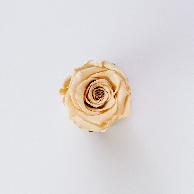 Piękna pojedyncza kremowa róża na białym tle