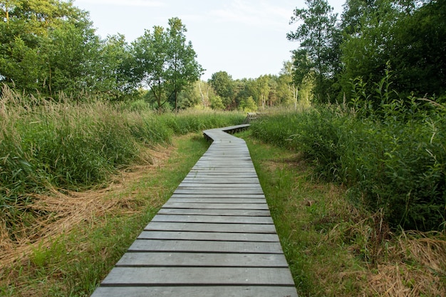 Bezpłatne zdjęcie piękna promenada przez bagno w holandii