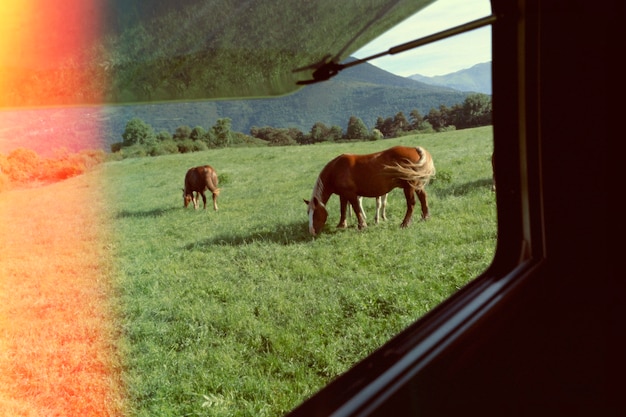 Bezpłatne zdjęcie piękna przyroda retro z końmi na łące