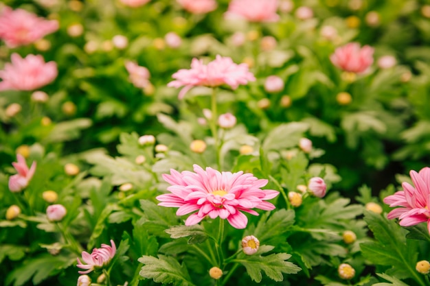 Piękna różowa chryzantema kwitnie w ogródzie