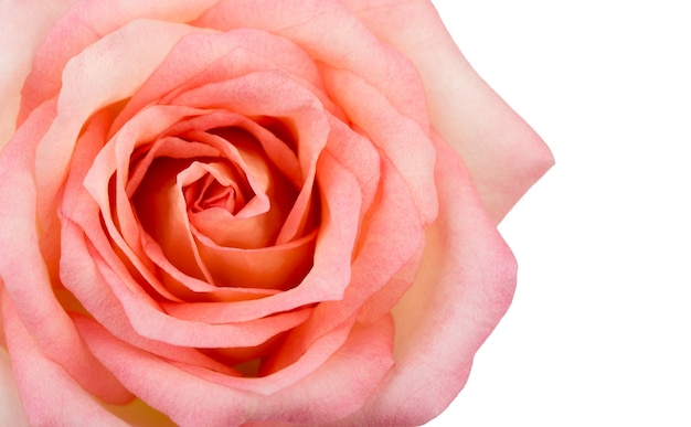 Piękna różowa róża na białym tle