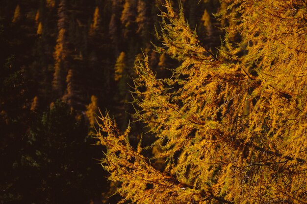 Piękna sceneria lasu drzewnego późną jesienią - idealna na naturalne tło