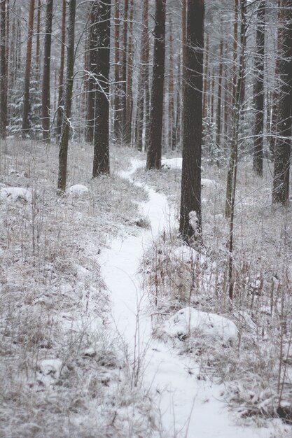 Piękna sceneria lasu z dużą ilością drzew pokrytych śniegiem