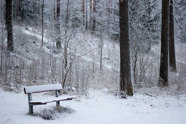 Piękna sceneria lasu z dużą ilością drzew pokrytych śniegiem