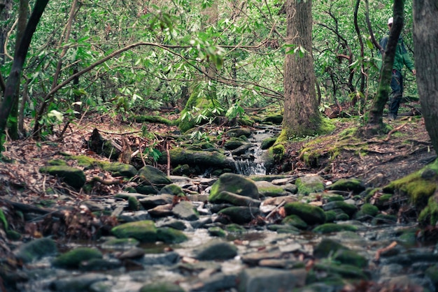 Piękna sceneria lasu z rzeką i mchem na skałach