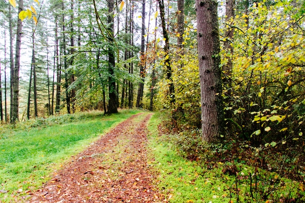 Piękna sceneria lasu