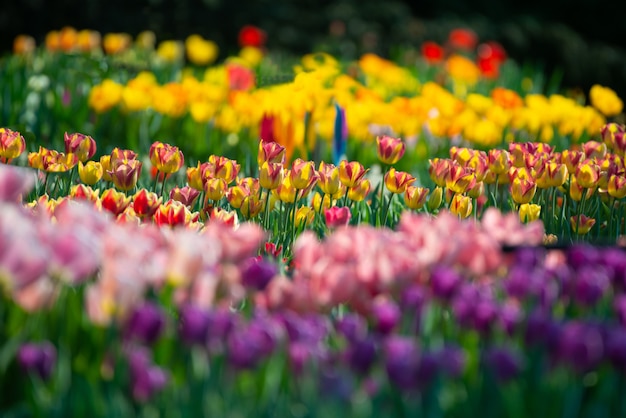 Piękna sceneria pole z kolorowymi tulipanami na zamazanym tle