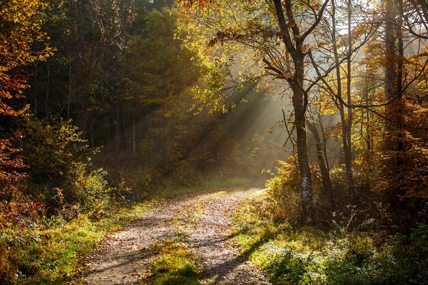 Piękna sceneria promieni słonecznych w lesie z dużą ilością drzew jesienią