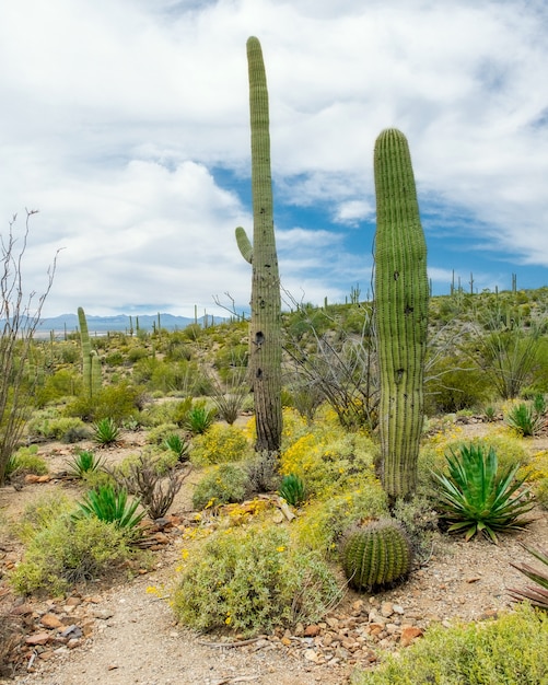 Piękna Sceneria Różnych Kaktusów I Dzikich Kwiatów Na Pustyni Sonora Poza Tucson W Arizonie