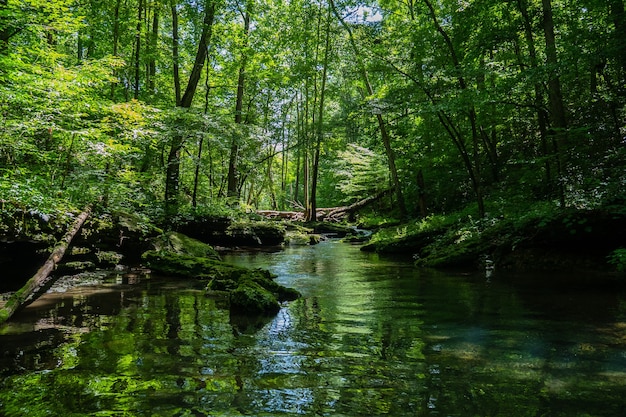 Piękna sceneria rzeki otoczonej zielenią w lesie