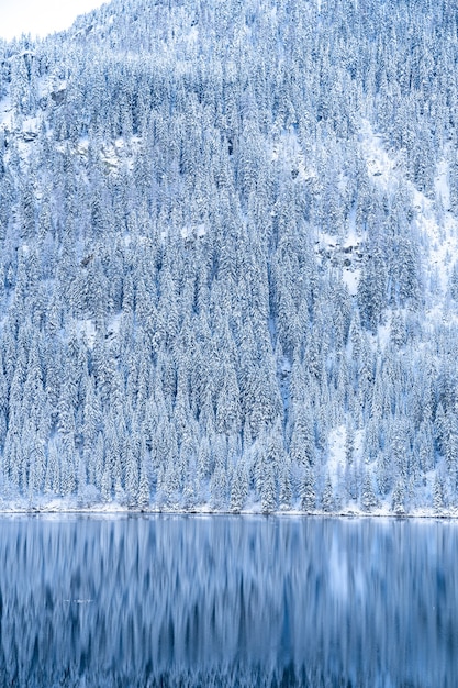 Piękna sceneria wielu pokrytych śniegiem drzew w Alpach odbijających się w jeziorze