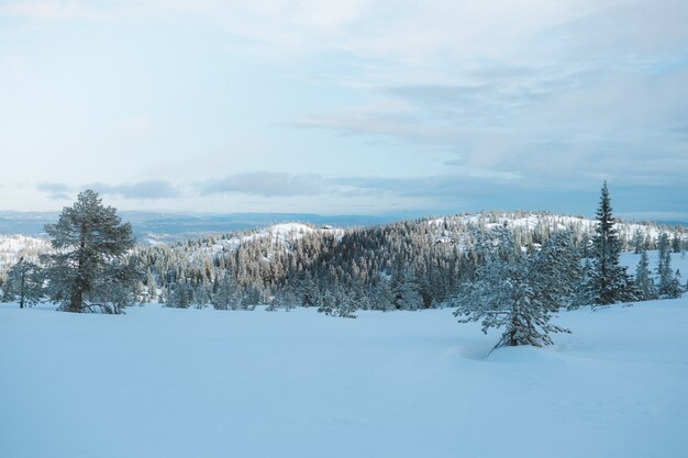 Piękna sceneria zaśnieżonego terenu z dużą ilością zielonych drzew w Norwegii